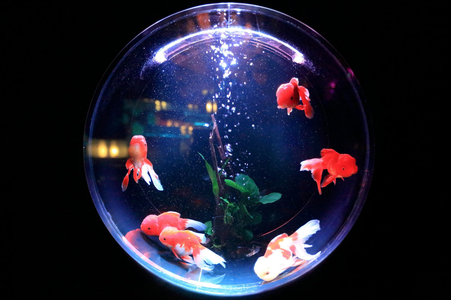 Aquarium & Accessories